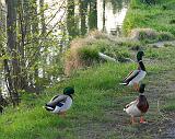 Photo 248